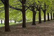 Image result for trees