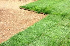 Image result for sod grass