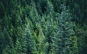 Image result for evergreen